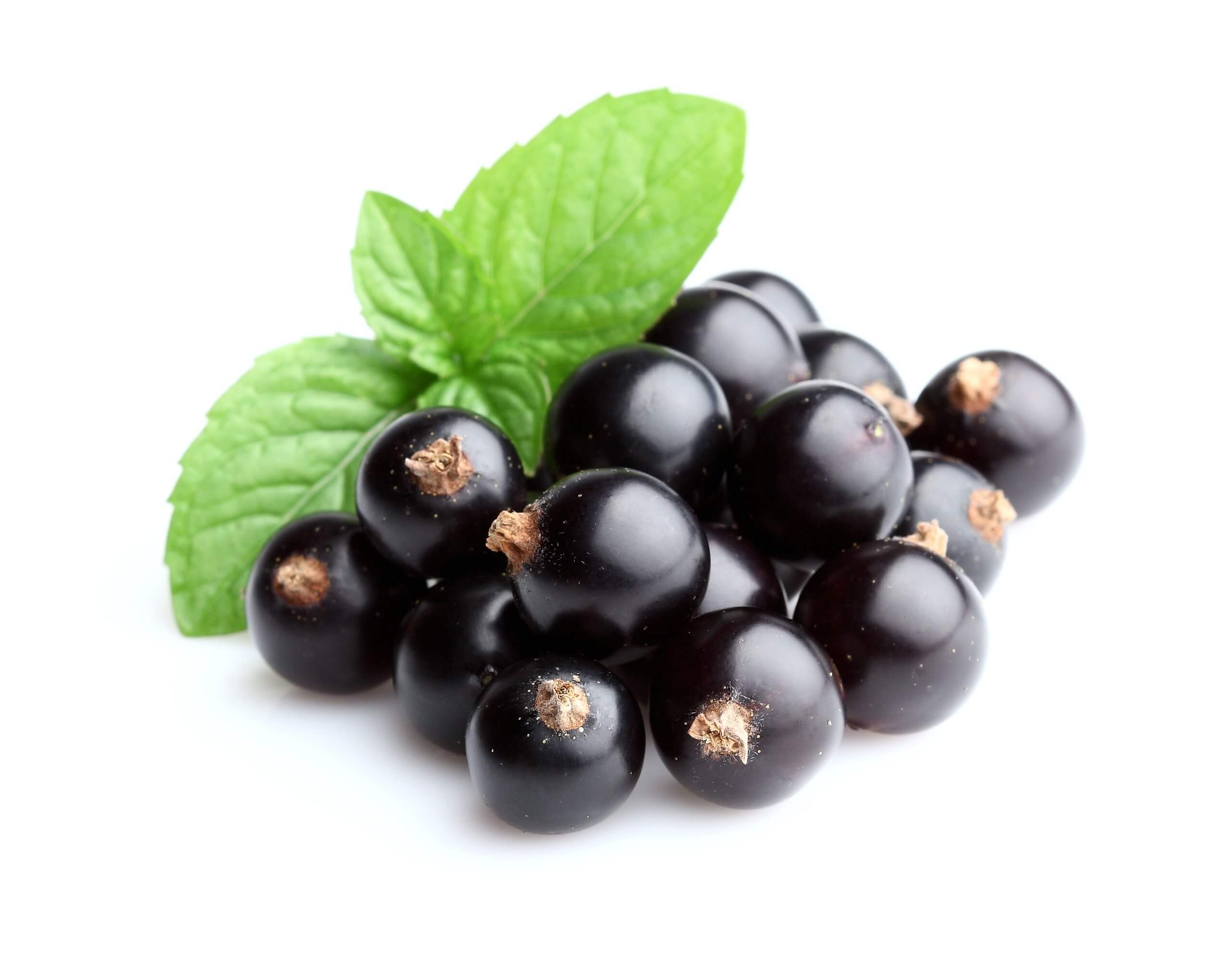 Blackcurrant