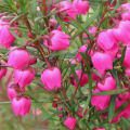 Boronia