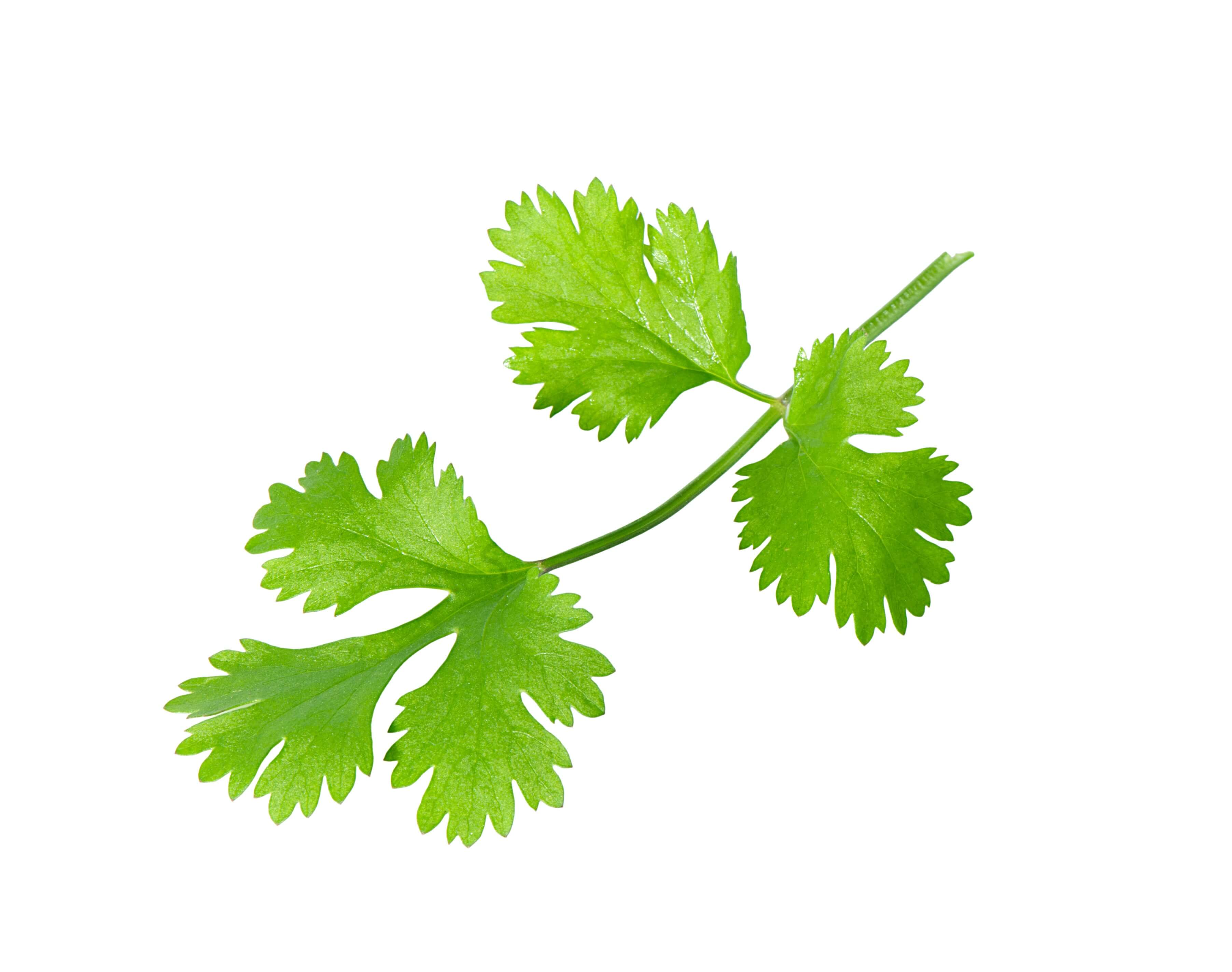 Coriander