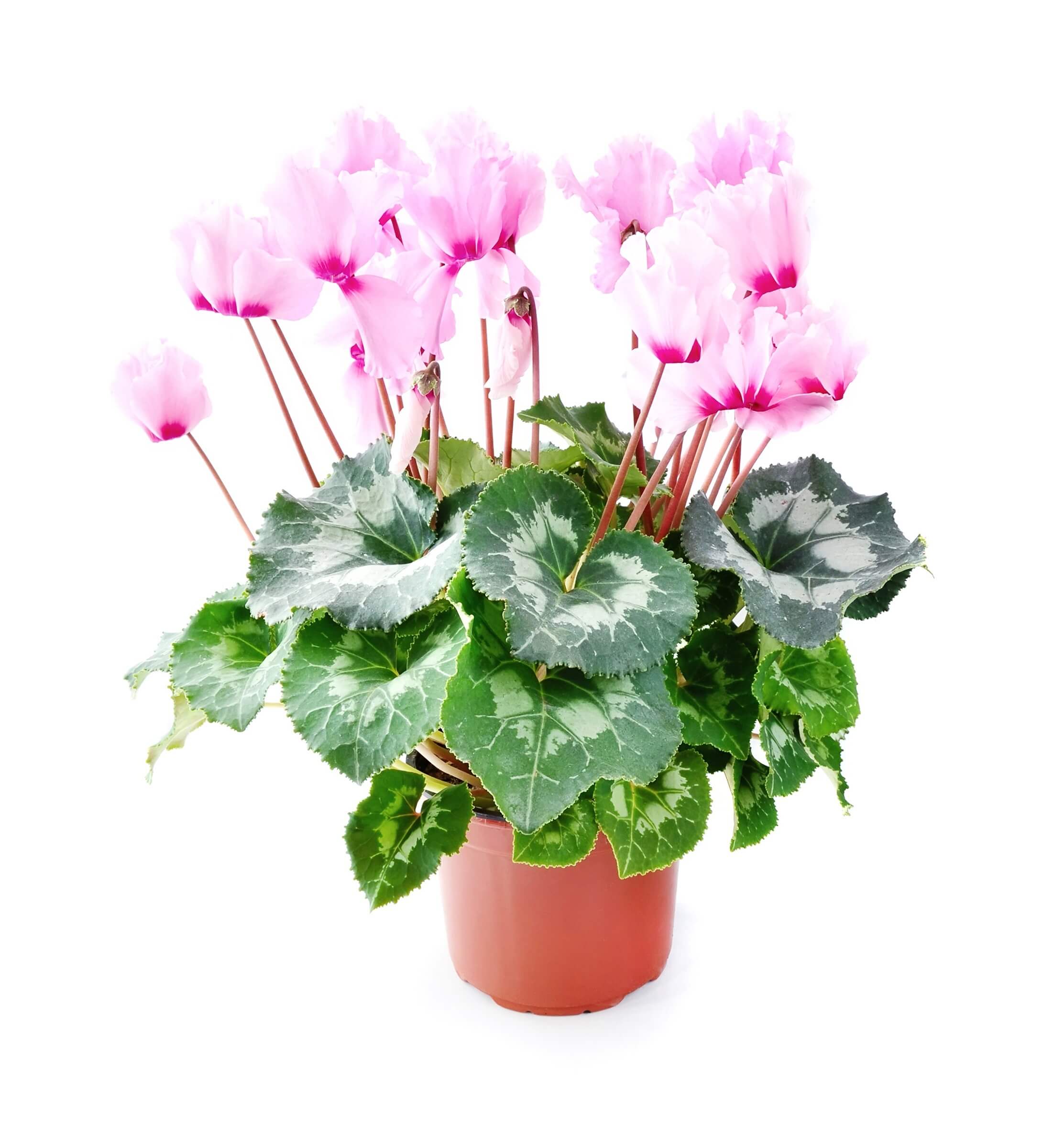 Cyclamen