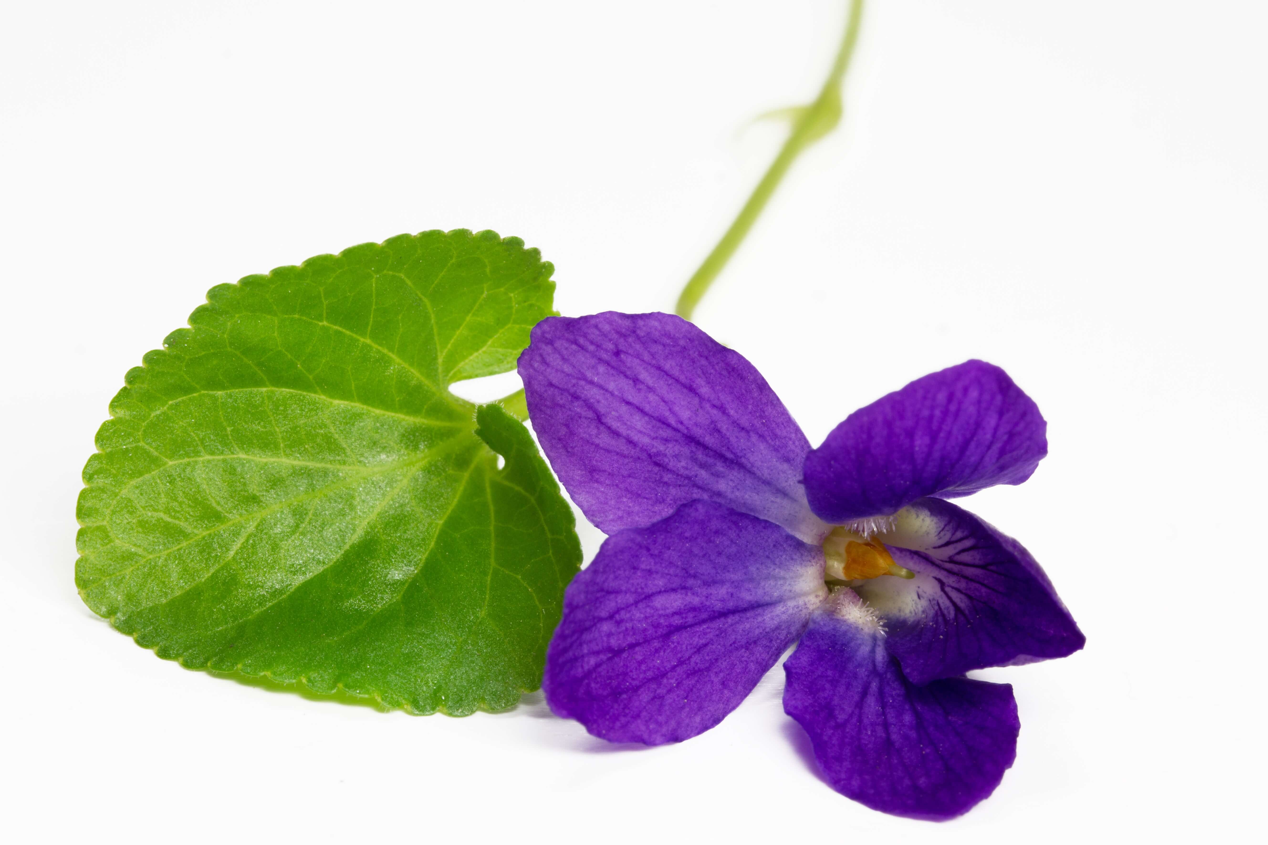 Violet Leaf