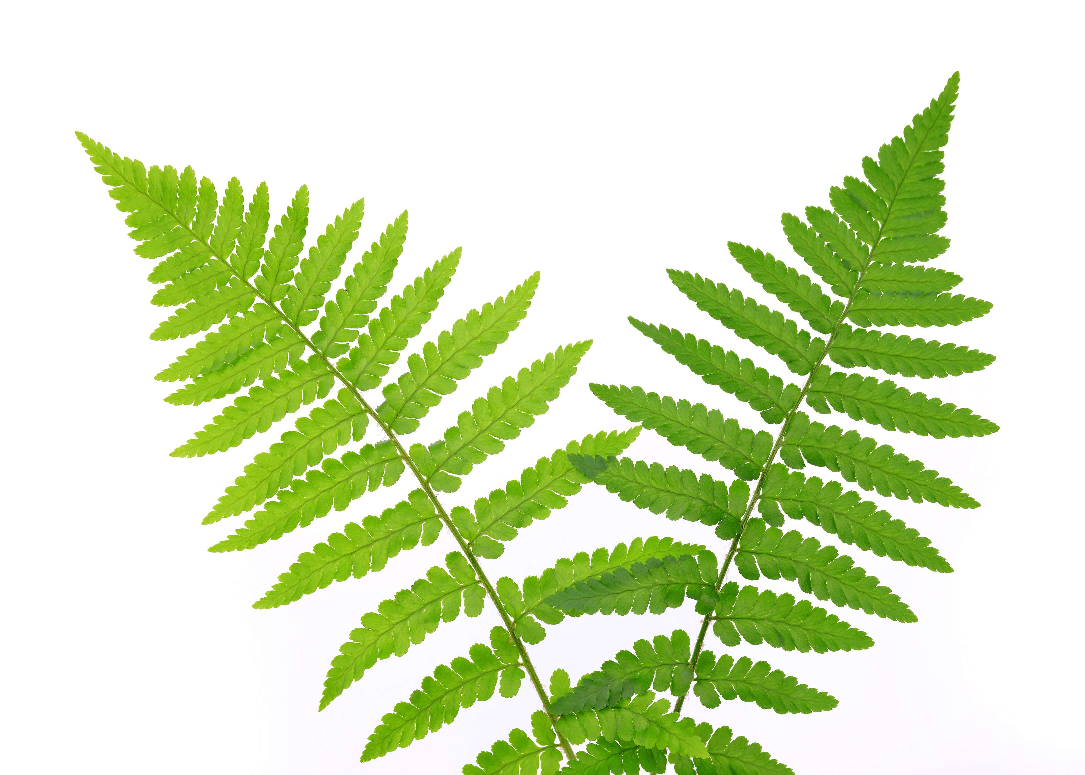 Fern