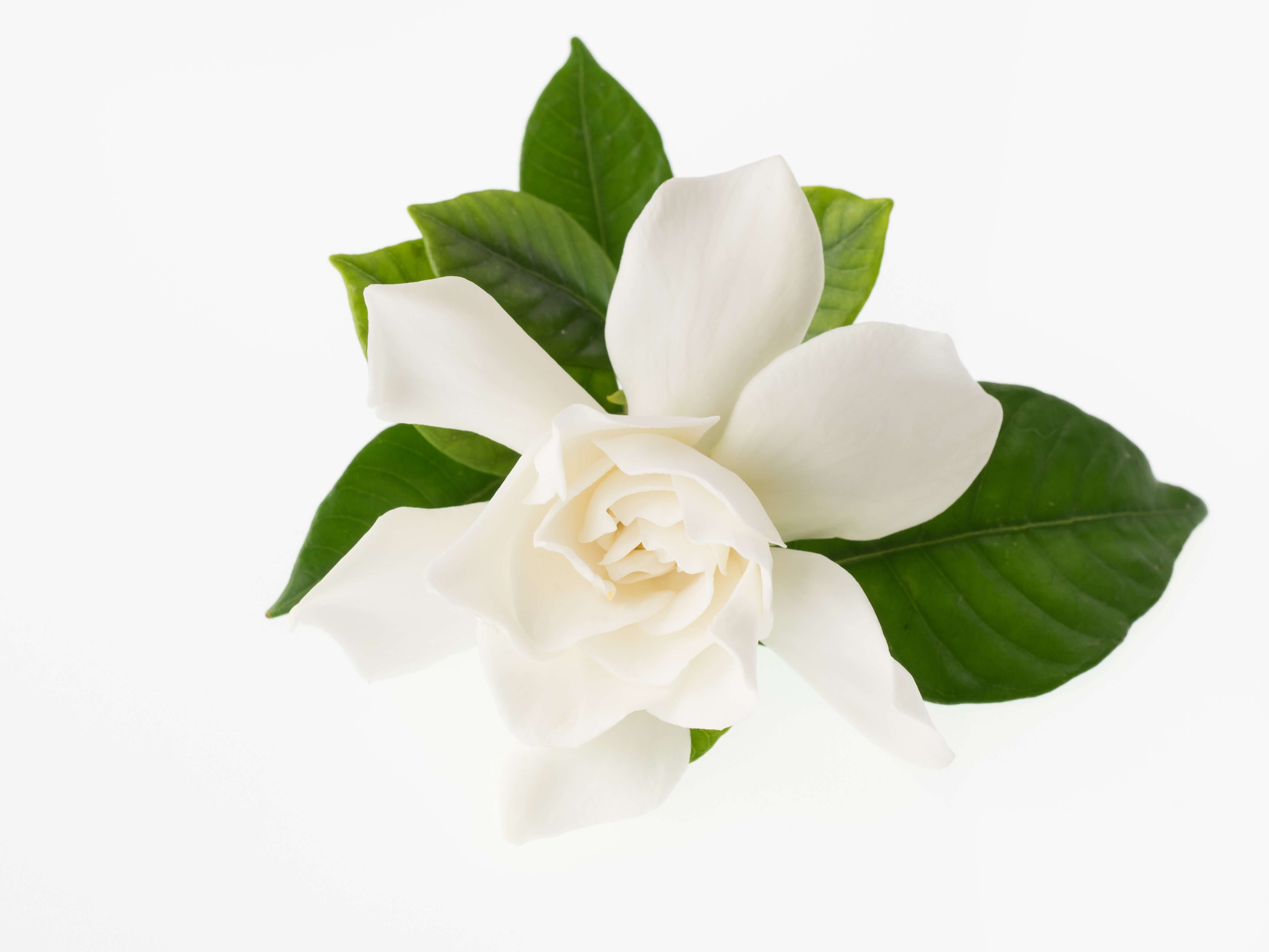 Gardenia