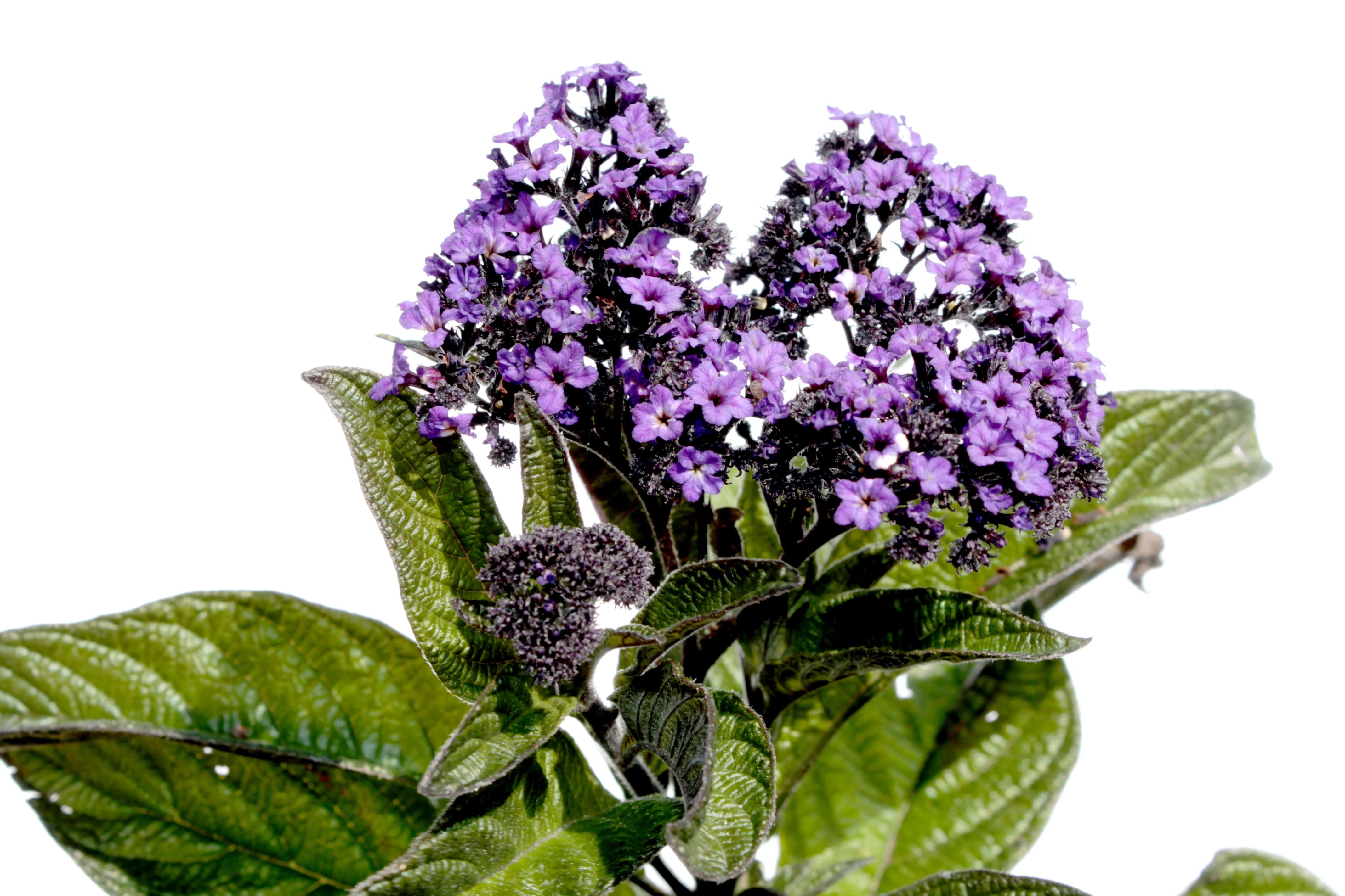 Heliotrope