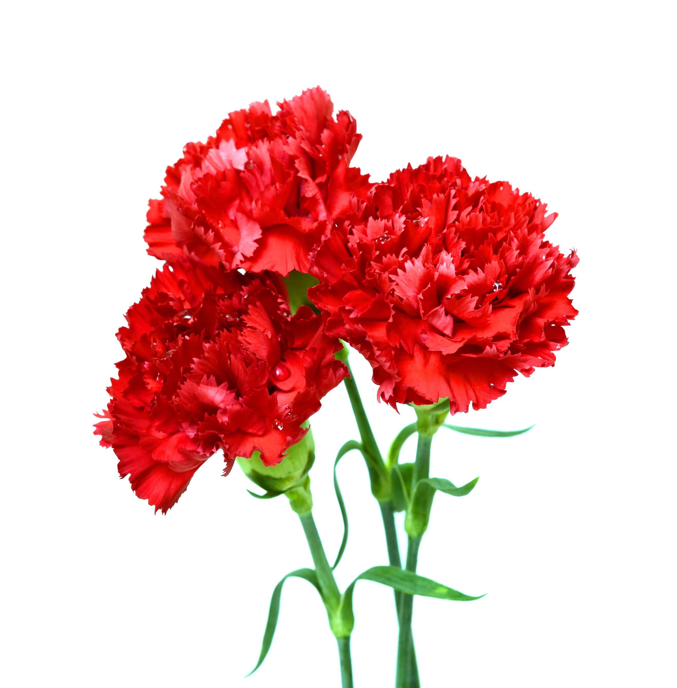 Carnation