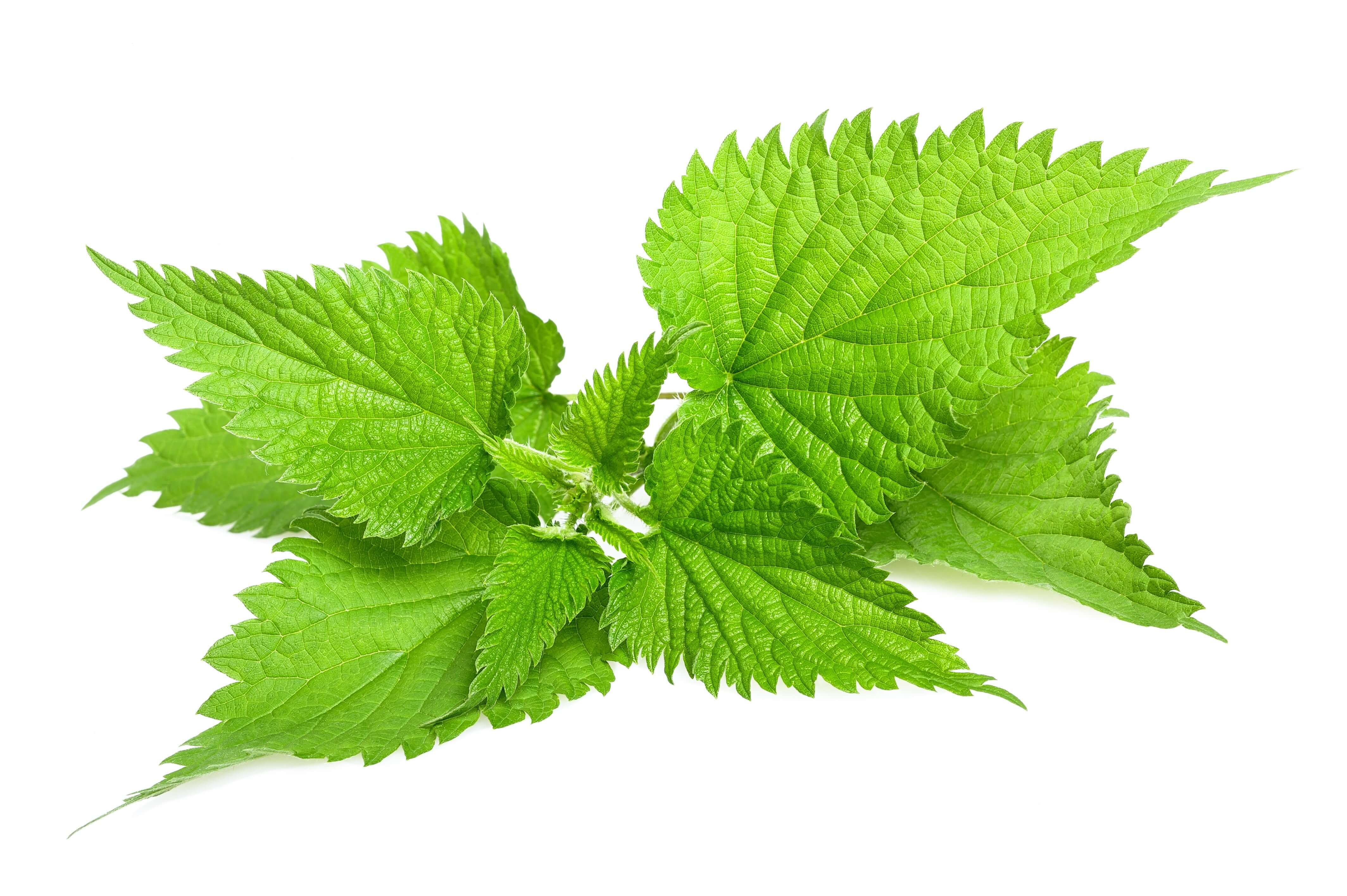 Nettle
