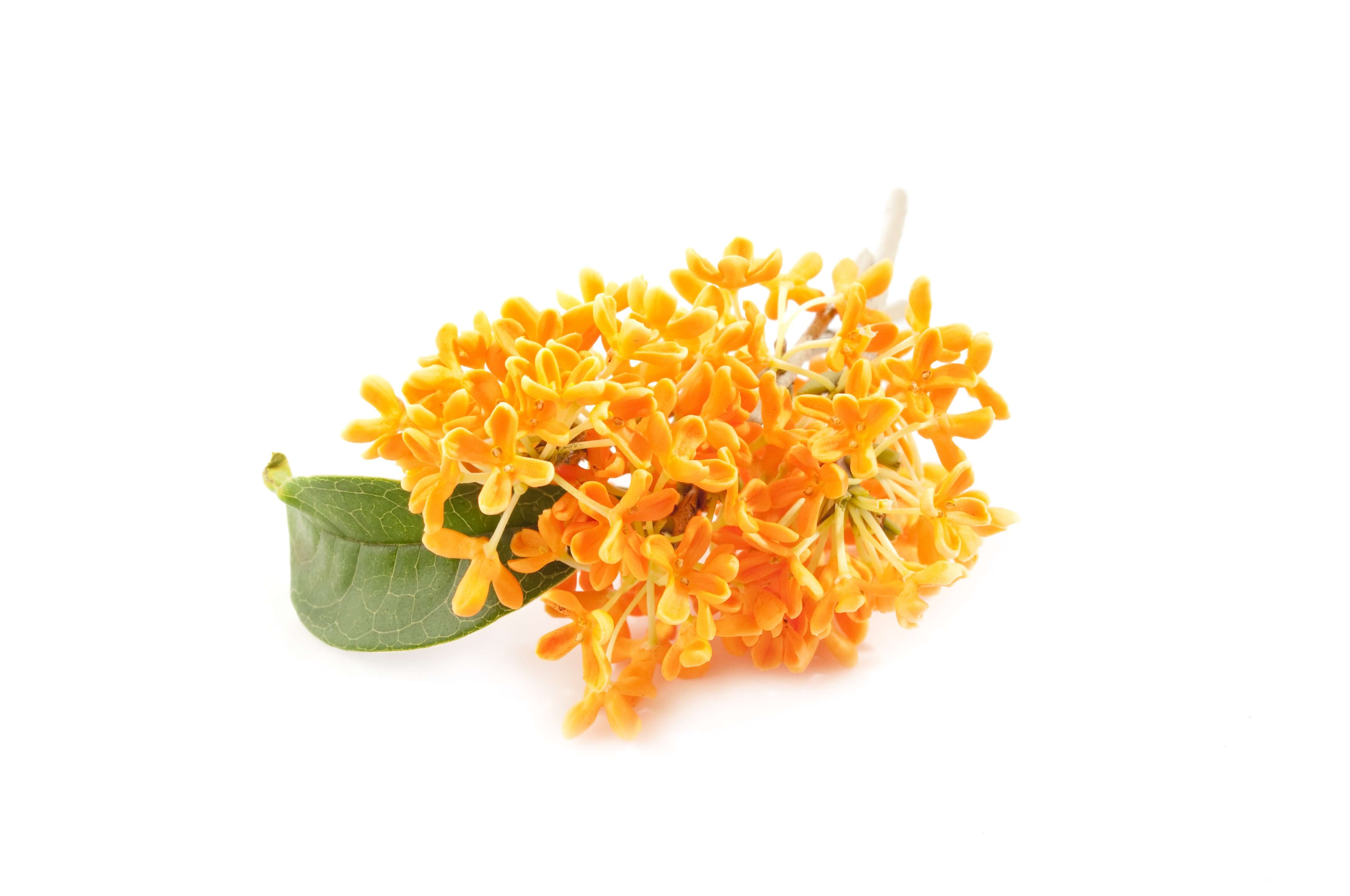 Osmanthus