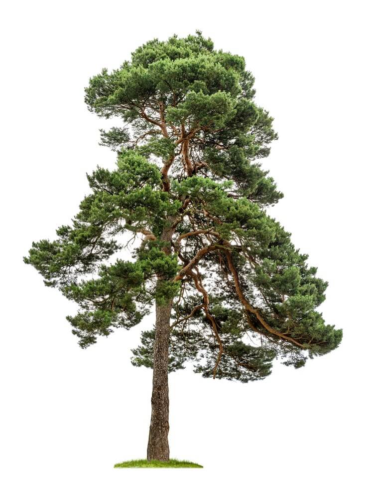 Pine