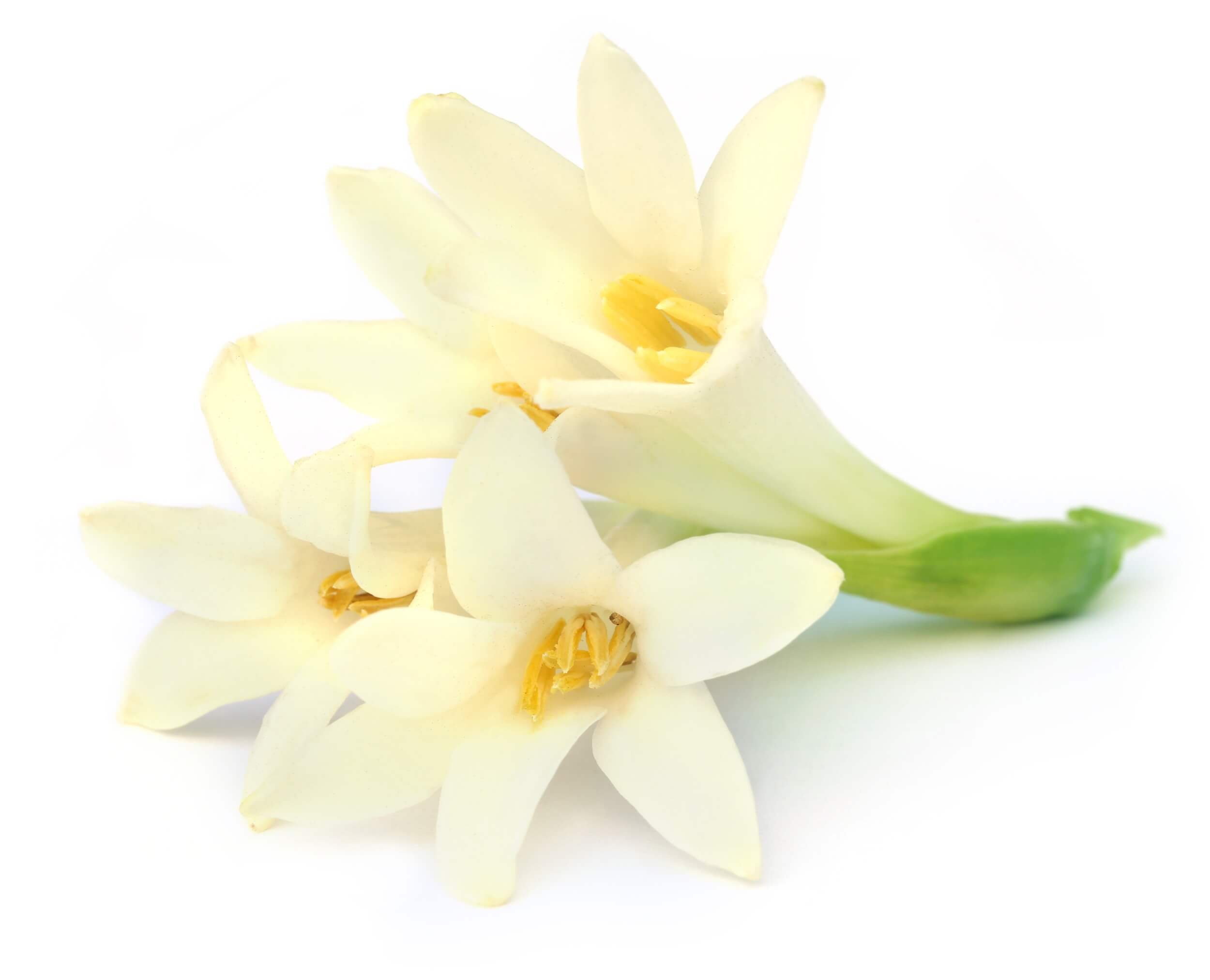 Tuberose