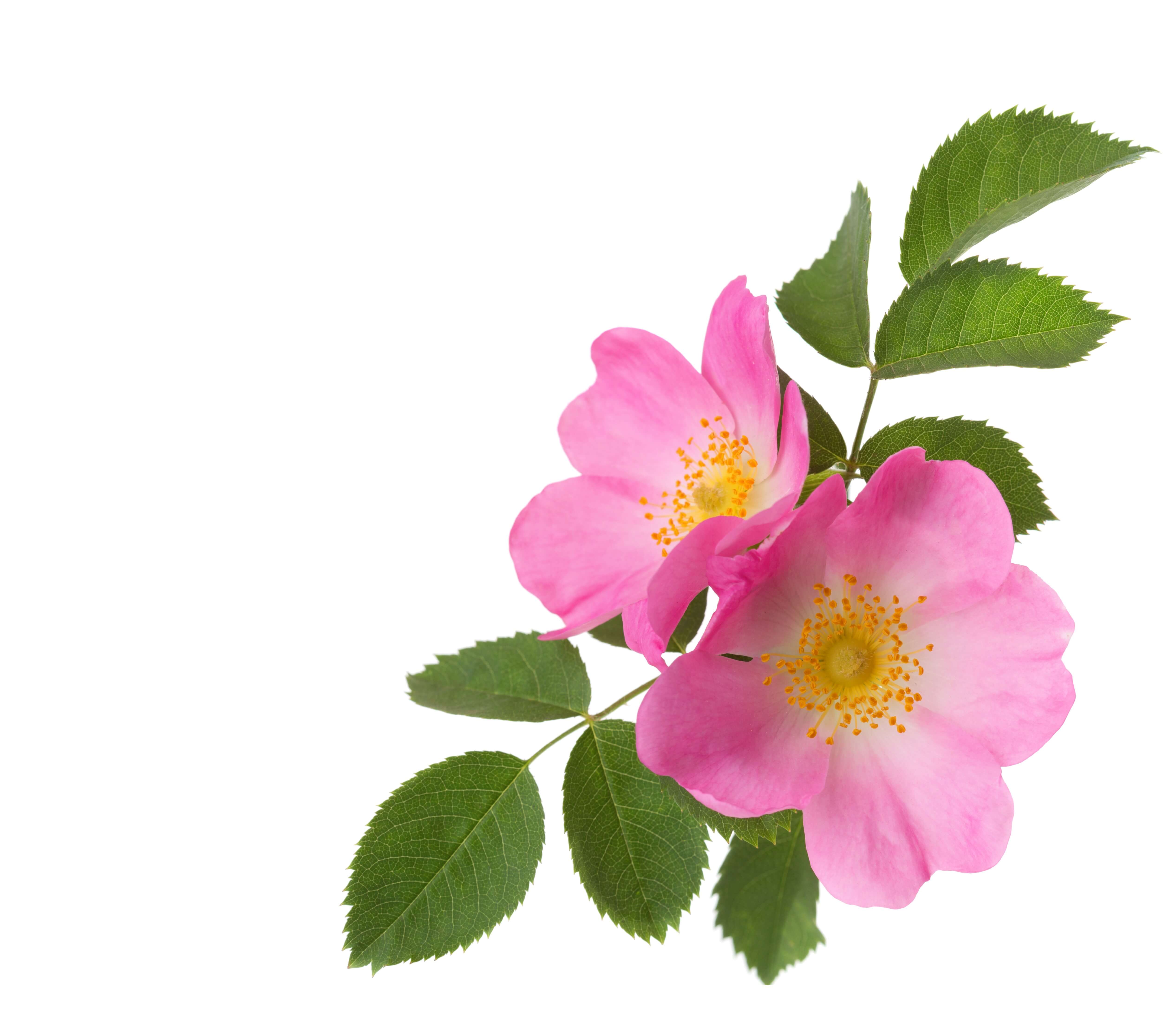 Dog Rose