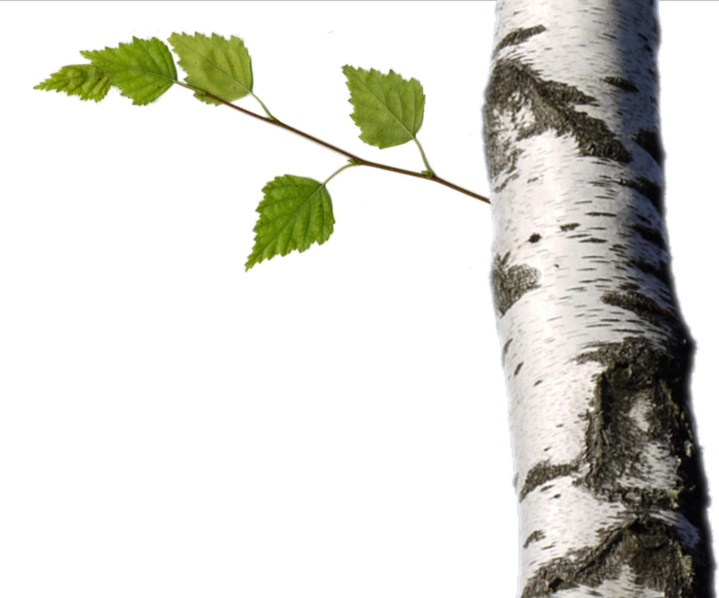 Birch