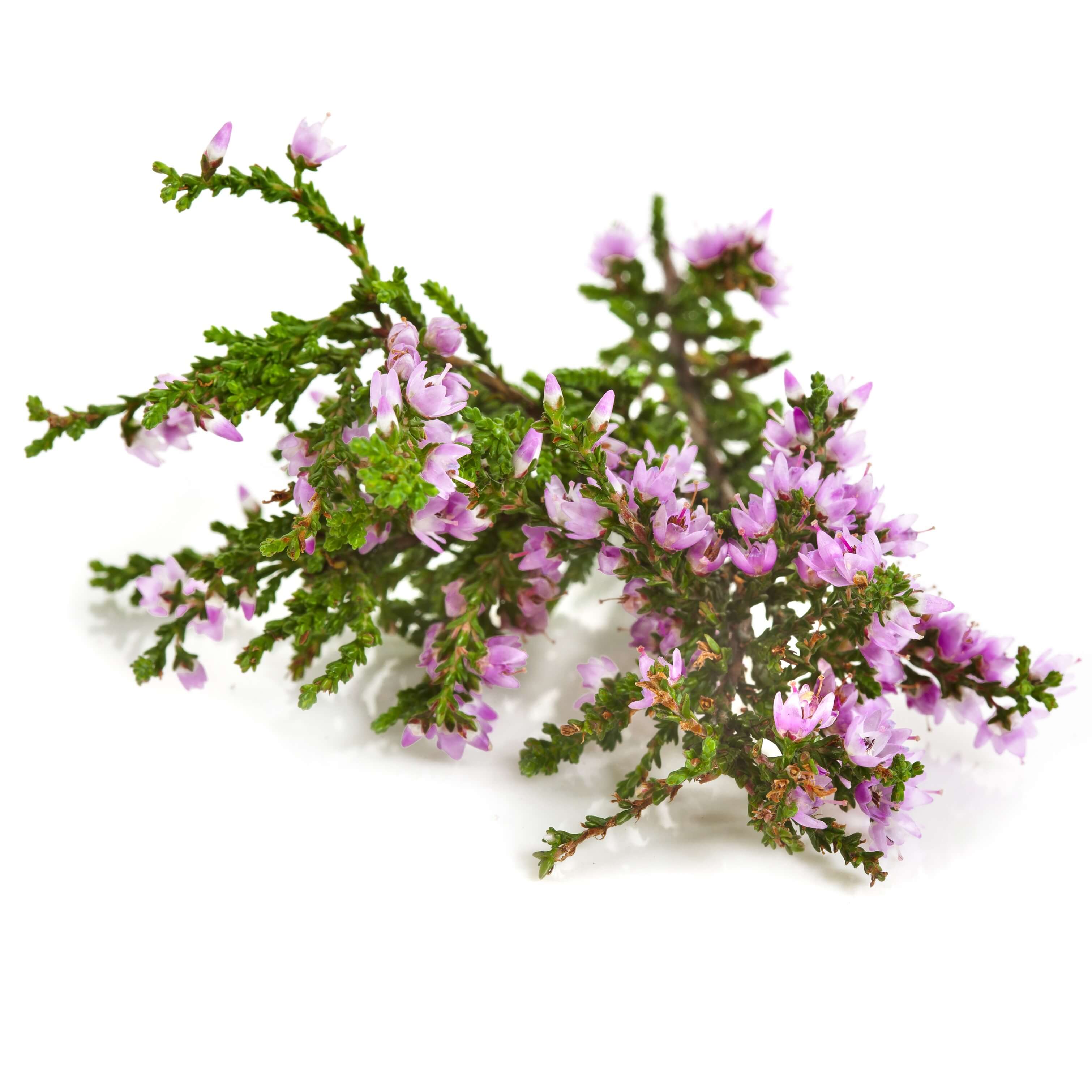 Heather